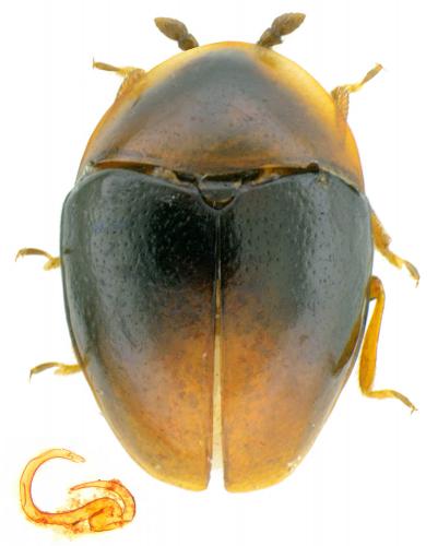 Corylophus cassidoides